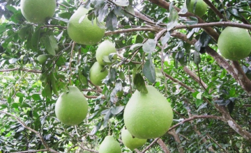 Shipping times and rates are increasing “The ability to provide Vietnamese limes and pomelo year-round is our strength”