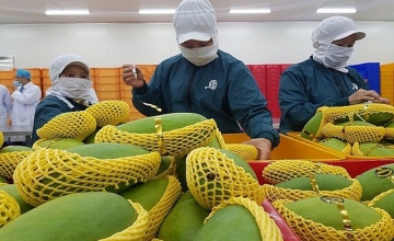 Malaysian newspaper highlights burgeoning Vietnamese fruit exports