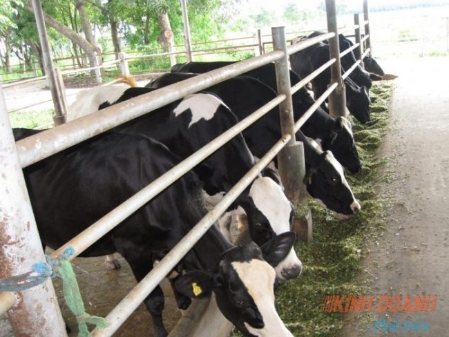 Làm giàu từ bò sữa nhờ mô hình HTX Nông nghiệp Evergrowth