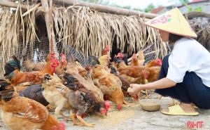 Tăng “sức đề kháng” cho đàn vật nuôi sau mưa bão Tăng “sức đề kháng” cho đàn vật nuôi sau mưa bão
