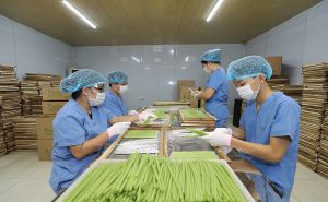 Hợp tác xã nông nghiệp xanh: Chuyển đổi là tất yếu, nhưng thách thức còn chồng chất Hợp tác xã nông nghiệp xanh: Chuyển đổi là tất yếu, nhưng thách thức còn chồng chất