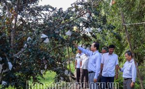 Sóc Trăng nâng tầm trái cây đặc sản Sóc Trăng nâng tầm trái cây đặc sản
