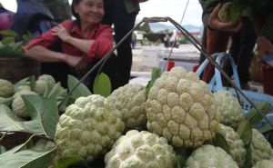 HTX sản xuất sản phẩm OCOP chuẩn VietGAP, tăng thu nhập cho nông dân HTX sản xuất sản phẩm OCOP chuẩn VietGAP, tăng thu nhập cho nông dân