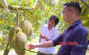 Bình Phước: Nông dân làm chủ “cuộc chơi” nông nghiệp sạch Bình Phước: Nông dân làm chủ “cuộc chơi” nông nghiệp sạch