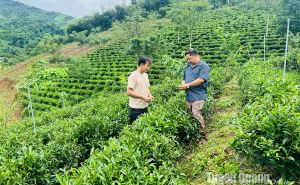 Tuyên Quang: Hỗ trợ hợp tác xã phát triển Tuyên Quang: Hỗ trợ hợp tác xã phát triển