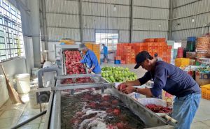 Long An: Hợp tác xã – ‘đòn bẩy’ xây dựng nông thôn mới Long An: Hợp tác xã – ‘đòn bẩy’ xây dựng nông thôn mới