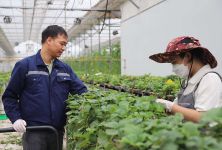 Khi hợp tác xã là 'lá chắn' chống sốc cho giá nông sản đô thị