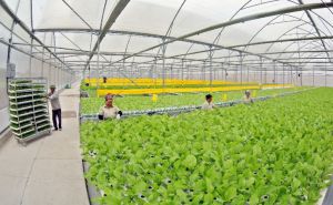 Hiệu quả từ sản xuất nông nghiệp công nghệ cao Hiệu quả từ sản xuất nông nghiệp công nghệ cao