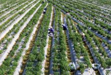 Hợp tác xã và bài toán tái cấu trúc quy mô lớn để tạo sức mạnh xuyên vùng