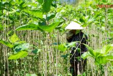 'Ánh sáng hy vọng' trong xóa đói giảm nghèo ở Cao Bằng