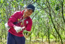 Hợp tác xã dùng công nghệ để định giá và đánh bại chiến thuật phá giá của thương lái