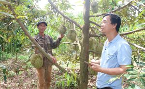 Gia Lai: Hỗ trợ hợp tác xã nâng cao hiệu quả sản xuất kinh doanh Gia Lai: Hỗ trợ hợp tác xã nâng cao hiệu quả sản xuất kinh doanh