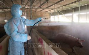 Kiểm soát dịch tả lợn châu Phi: Giải pháp quan trọng là chăn nuôi an toàn sinh học Kiểm soát dịch tả lợn châu Phi: Giải pháp quan trọng là chăn nuôi an toàn sinh học