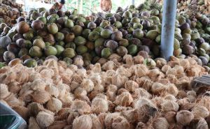 Giá dừa khô duy trì ở mức cao, người trồng phấn khởi Giá dừa khô duy trì ở mức cao, người trồng phấn khởi