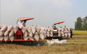 Gạo xuất khẩu 'được mùa, mất giá' Gạo xuất khẩu 'được mùa, mất giá'