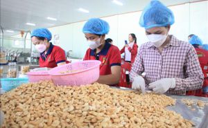 Xúc tiến mở rộng thị trường mới xuất khẩu hạt điều Xúc tiến mở rộng thị trường mới xuất khẩu hạt điều