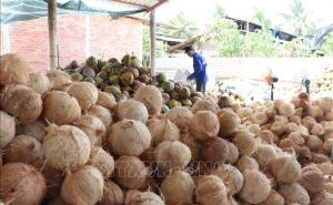 Giá dừa khô nguyên liệu lập đỉnh mới Giá dừa khô nguyên liệu lập đỉnh mới
