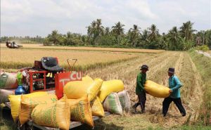 Thị trường nông sản: Giá lúa tiếp tục tăng Thị trường nông sản: Giá lúa tiếp tục tăng