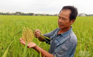 Hiệu quả liên kết sản xuất lúa TBR225 và Thái Xuyên 111 Hiệu quả liên kết sản xuất lúa TBR225 và Thái Xuyên 111