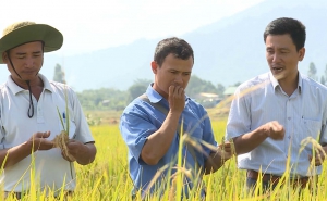 HTX nông nghiệp Chư A Thai (Gia Lai): Giúp đồng bào dân tộc thoát nghèo