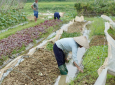 Huyện Sóc Sơn liên kết phát triển vùng rau hữu cơ