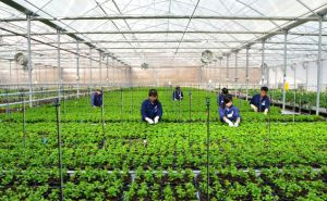 8 nhóm nhiệm vụ giải pháp trọng tâm để thúc đẩy phát triển KTTT, HTX trong thời gian tới 8 nhóm nhiệm vụ giải pháp trọng tâm để thúc đẩy phát triển KTTT, HTX trong thời gian tới