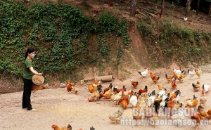 Hợp tác xã Nông nghiệp Thành Đạt: Hiệu quả từ liên kết chăn nuôi