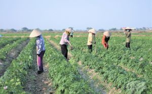 Hỗ trợ hợp tác xã nông nghiệp: Nhiều chính sách, ít nguồn lực! Hỗ trợ hợp tác xã nông nghiệp: Nhiều chính sách, ít nguồn lực!