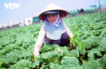 Lâm Đồng tăng giá trị nông sản nhờ liên kết sản xuất theo chuỗi