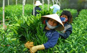 Hoa trái cho thu hoạch ‘sai nhịp’ mùa Tết khiến HTX thất thu Hoa trái cho thu hoạch ‘sai nhịp’ mùa Tết khiến HTX thất thu
