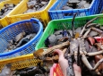 Giá nhiều loại hải sản ở Trà Vinh tăng cao