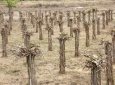 Hơn 6.800 ha cây trồng của Bình Thuận bị ảnh hưởng khô hạn