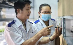 Thành công khi nhân giống dừa bằng phương pháp nuôi cấy mô Thành công khi nhân giống dừa bằng phương pháp nuôi cấy mô