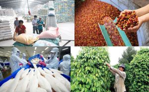 Bất cập thuế giá trị gia tăng đối với hàng nông lâm thuỷ sản chưa qua chế biến Bất cập thuế giá trị gia tăng đối với hàng nông lâm thuỷ sản chưa qua chế biến