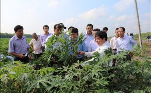 Giảm thiệt hại đến 20 triệu đồng/ha khi trồng giống kháng bệnh khảm lá Giảm thiệt hại đến 20 triệu đồng/ha khi trồng giống kháng bệnh khảm lá
