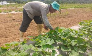 Bình Định nở rộ mô hình nông nghiệp hữu cơ Bình Định nở rộ mô hình nông nghiệp hữu cơ