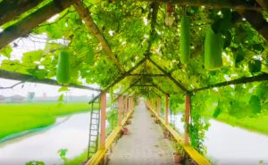 Nông nghiệp hữu cơ ven đô lên ngôi Nông nghiệp hữu cơ ven đô lên ngôi