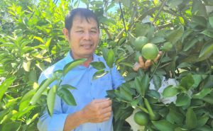 Thắng lớn nhờ kiên định trồng cam hướng hữu cơ Thắng lớn nhờ kiên định trồng cam hướng hữu cơ
