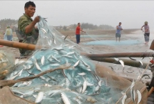 Ngư dân Diễn Châu vào mùa khai thác cá trích