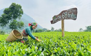 Dòng chè mang hương hoa rừng sườn đông Tam Đảo Dòng chè mang hương hoa rừng sườn đông Tam Đảo