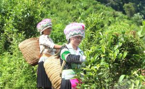 Xứ Tuyên mở rộng thêm 387ha sản xuất nông nghiệp tốt Xứ Tuyên mở rộng thêm 387ha sản xuất nông nghiệp tốt