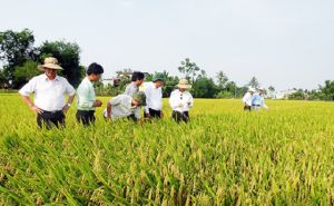 Liên minh Hợp tác xã Quảng Nam-“Cầu nối” hỗ trợ hợp tác xã phát triển vững mạnh Liên minh Hợp tác xã Quảng Nam-“Cầu nối” hỗ trợ hợp tác xã phát triển vững mạnh