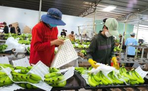 Xây dựng mã số vùng trồng cho sản phẩm nông sản chủ lực Xây dựng mã số vùng trồng cho sản phẩm nông sản chủ lực