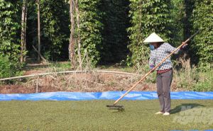 Hồ tiêu 20 năm tuổi vẫn sung sức, đạt chuẩn hữu cơ châu Âu Hồ tiêu 20 năm tuổi vẫn sung sức, đạt chuẩn hữu cơ châu Âu