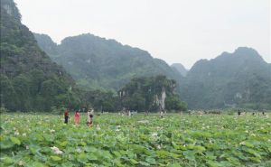 Mùa sen nở rộ hút du khách đến vùng non nước Ninh Bình Mùa sen nở rộ hút du khách đến vùng non nước Ninh Bình