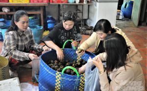 Vườn trái cây hướng hữu cơ dễ tiêu thụ, hút khách du lịch Vườn trái cây hướng hữu cơ dễ tiêu thụ, hút khách du lịch