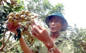 Thủ phủ nhãn lồng thiết lập các kênh tiêu thụ Thủ phủ nhãn lồng thiết lập các kênh tiêu thụ