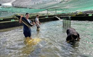 Lâm Đồng dẫn đầu cả nước về nuôi cá nước lạnh Lâm Đồng dẫn đầu cả nước về nuôi cá nước lạnh