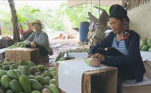 Thương hiệu xoài Yên Châu (Sơn La) vươn xa Thương hiệu xoài Yên Châu (Sơn La) vươn xa
