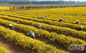 Khám phá trang trại trồng hoa cúc chi hữu cơ với quy trình cực nghiêm ngặt Khám phá trang trại trồng hoa cúc chi hữu cơ với quy trình cực nghiêm ngặt
